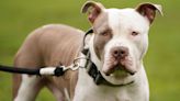 XL bully dogs in rescue homes win last-ditch reprieve