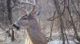 The exact timing of the whitetail deer antler drop is still a mystery