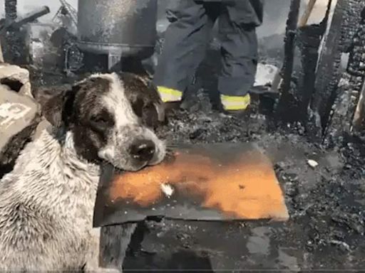 Perro llora tras ver su casa quemada por incendio en Jalisco; video se hace viral