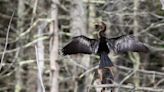 Out-of-Place 'Devil Bird' Wows Spectators in Maine, the First Anhinga Ever Seen in the State