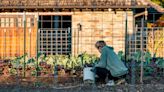 Sustainability with Sarah: Want to compost in your backyard? Here's how to start