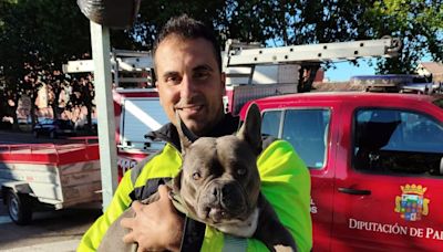 El perro que salió ileso y fue rescatado en el accidente de Santa Cecilia del Alcor (Palencia)