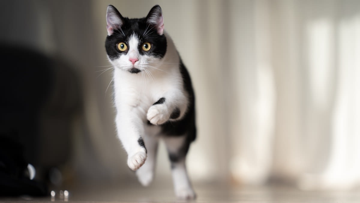 Cat Addicted to Chasing a Red Laser Dot Thinks He Finally Caught and Ate It