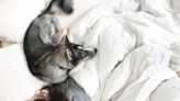 New Study Says Sleeping with Dogs Is a Bad Idea but Nobody's Buying It