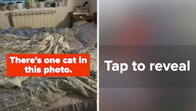 Every Photo In This Super Tricky Vision Test Has A Cat Hiding In Plain Sight. Can You Find Them All?
