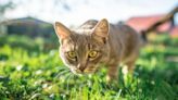 Cats ‘won’t return’ to your garden with expert’s 10 deterrents felines ‘hate’