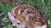 WVDNR officials remind residents to leave young wildlife alone