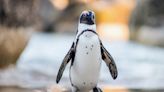 Husband Surprises Wife With a PENGUIN Ring Bearer At Their Wedding | Mix 99.9 | Mary