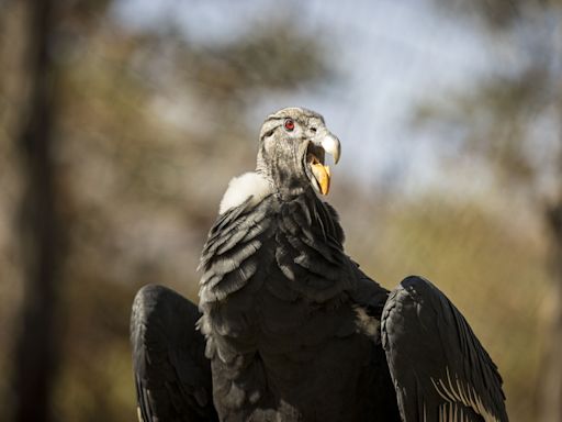 Los esfuerzos para que el cóndor andino siga volando en Bolivia