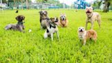 Best Dog Parks in the U.S.