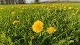3 Natural Ways to Get Rid of Dandelions—and Keep Them From Coming Back
