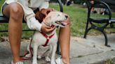 Why owning an aggressive dog can be isolating