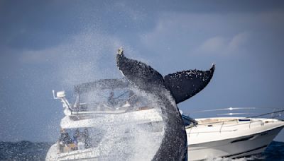 Incredible Footage of Whale 'Toppling' Boat in New England Is Legitimately Almost Unbelievable