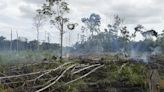 Políticas efectivas frenarían la deforestación al 2040 en Colombia
