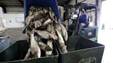 Fighting invasive carp: Why you can’t find copi on store shelves