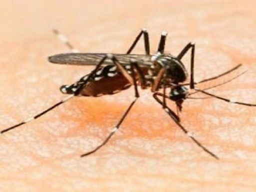 Pakistan: Rawalpindi Declares Dengue Emergency Amid Alarming Rise In Cases