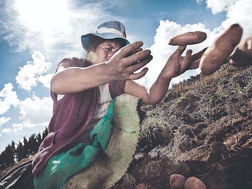 Transgénicos en Perú: entre la biodiversidad y ampliar la frontera agrícola