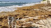 Seaweed season in Florida: Photos, videos show gross brown blob that is sargassum
