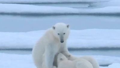 台灣旅遊團探險北極 驚喜目擊「北極熊哺乳2幼熊」珍貴畫面