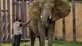 Denuncian malas condiciones de elefante "Ely" en Zoológico de Aragón