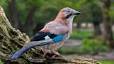 Some birds may use ‘mental time travel,’ study finds