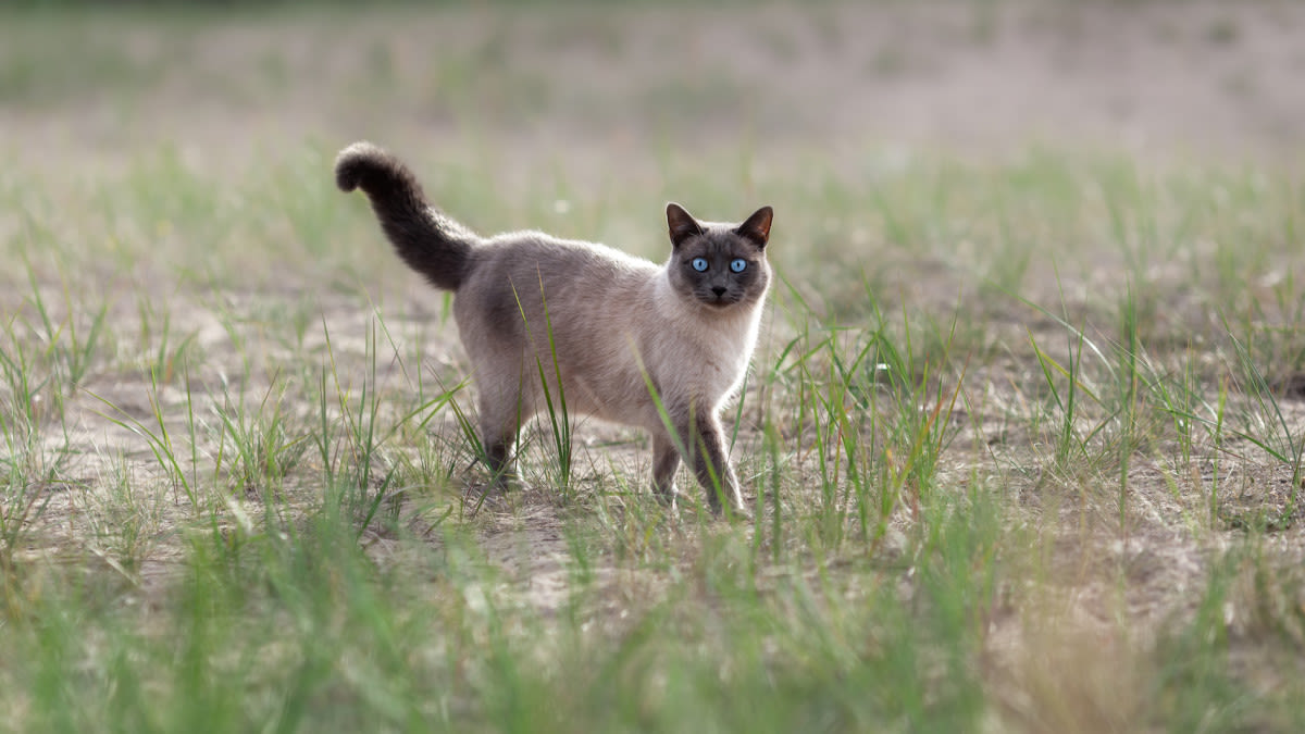 Mom Sees Why Her Siamese Cat Always Wants to Go Outside & It's the Sweetest Love Story