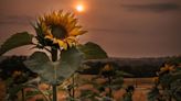 Photo of the Week: Sunflower season in County Tyrone - Farmers Weekly