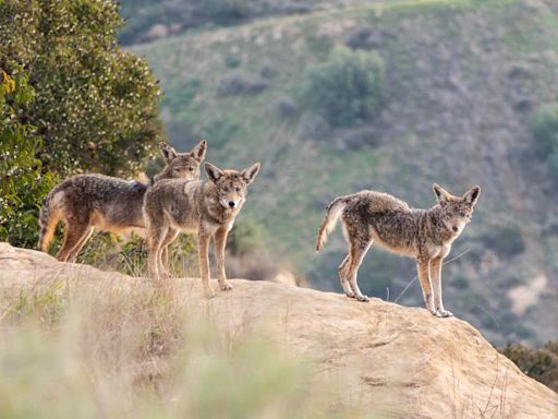 3 Coyotes Killed After 5-Year-Old Girl Attacked at a Calif. Botanical Garden