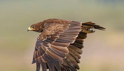 La guerra de Ucrania ha alterado la migración y reproducción del águila moteada