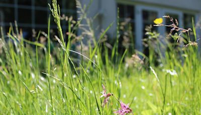 Should you leave part of your lawn unmown? The benefits it could have for wildlife