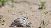 Editorial: Welcome back, piping plovers! But we have a little advice for you.