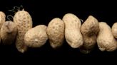 Peanut allergies may fall by 77% if babies weaned early on products – scientists