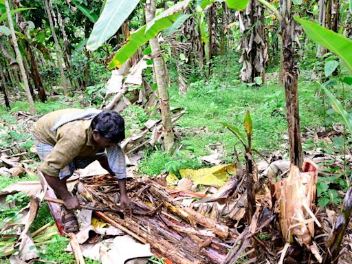 Aphids decimating famed Sirumalai hill banana to extinction