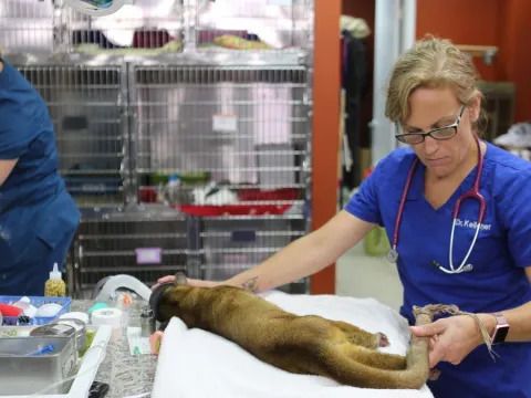 Dr. K’s Exotic Animal ER Season 9 Streaming: Watch & Stream Online via Disney Plus & Hulu