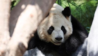 Meet America's newest giant pandas, Yun Chuan and Xin Bao