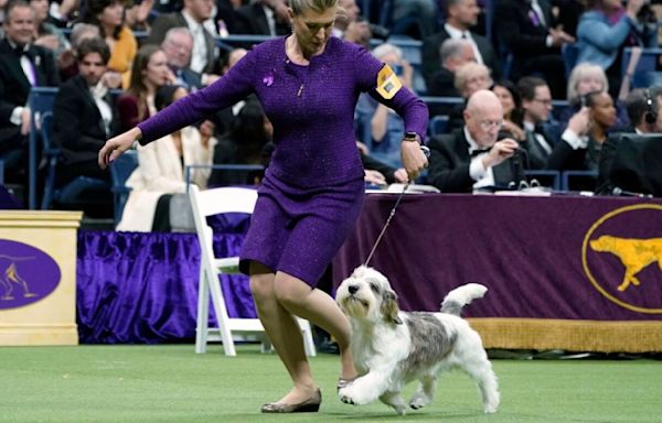 How to Watch the Westminster Kennel Club Dog Show 2024 Online Without Cable