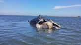 Hallan cadáver de ballena jorobada en costas de Guasave, Sinaloa