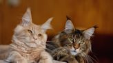 Maine Coon Siblings' Many Melodies are a Symphony of Soothing Sounds