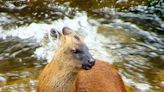 Does The World Smallest Deer Live In Peru?