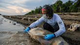 Mudanças climáticas já interferem em secas e cheias na Amazônia