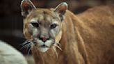 Multiple mountain lion sightings reported in southwest Nebraska town