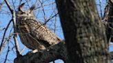 Flaco the owl's remains to be donated to American Museum of Natural History