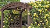 The 12 Best Climbing Roses for Your Garden Trellis, Arbor, or Pergola