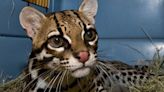 Is the ocelot, the endangered South Texas wildcat, making a comeback?