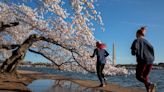Cherry Blossom 10-mile run to close DC roads