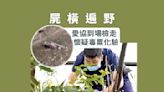 馬頭圍配水庫遊樂場現大量死雀 疑遭毒殺 警列虐待動物案調查