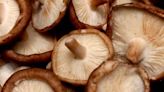 Cadeia produtiva de cogumelos é regulamentada em SP | Agro Estadão