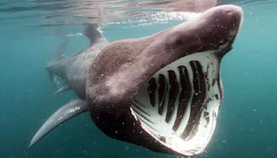 Unprecedented Footage Reveals Boat-Strike Impact on Endangered Basking Shark