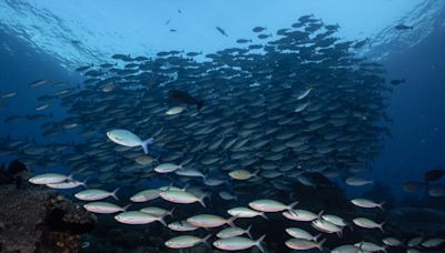 Posts misrepresent study on coral, warmer oceans