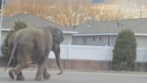 Escaped circus elephant takes a stroll through Montana town